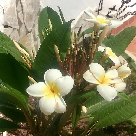 Cosy Flat Near Golf Club - Heated Pool, Terrace, Garden, Wi-fi 아파트 산미겔데아보나