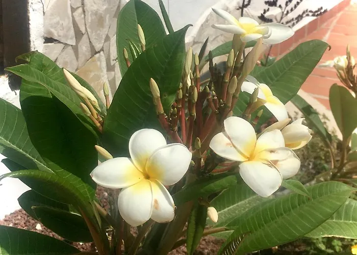 Cosy Flat Near Golf Club - Heated Pool, Terrace, Garden, Wi-fi Apartman San Miguel de Abona